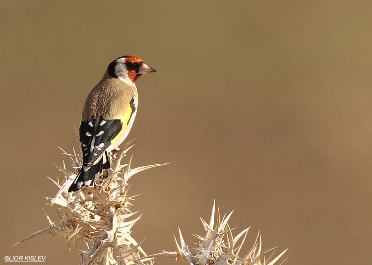 European Goldfinch Carduelis carduelis ,Meitzar,  Golan ,Israel, 02-12-13. Lior Kislev